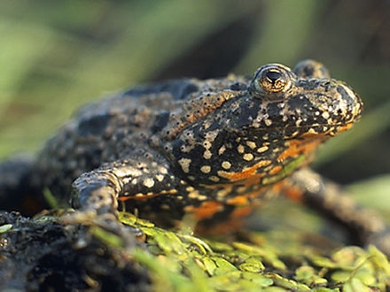 a toad sitting on a log